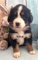 Kitkat, a female Bernese Mountain Dog for sale in Underwood, MN – Photo 1 of 2