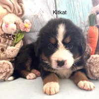 Kitkat, a female Bernese Mountain Dog for sale in Underwood, MN – Photo 2 of 2