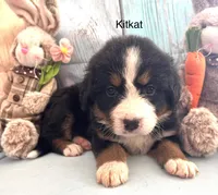 Kitkat, a female Bernese Mountain Dog for sale in Underwood, MN – Photo 2 of 2