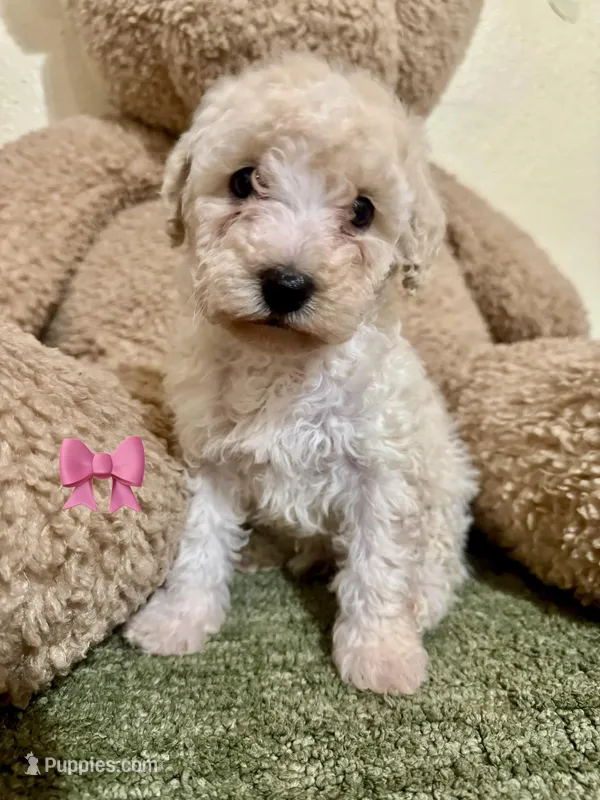 Miniature poodle female 