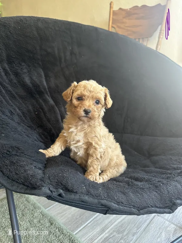 Girl puppy 3 – Poodle - Miniature  puppy for sale in Strathmore, CA