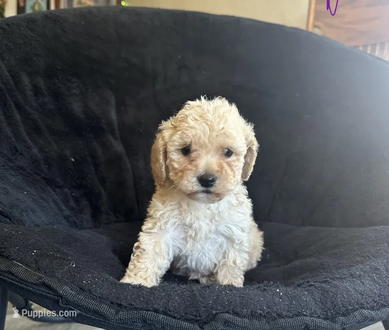 Girl puppy – Poodle - Miniature  puppy for sale in Strathmore, CA