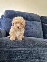 Male puppy , a male Poodle - Toy  for sale in Strathmore, CA – 2 of 3