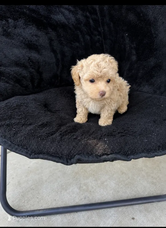 Male puppy  – Poodle - Toy  puppy for sale in Strathmore, CA