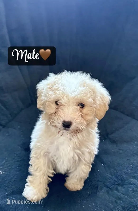 Miniature poodle male 