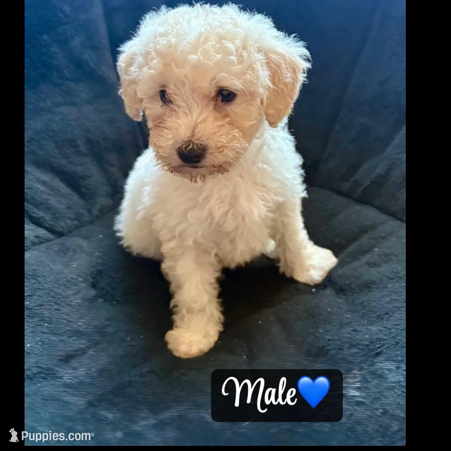 Miniature poodle male 