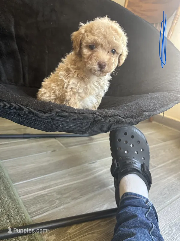 Boy puppy 2 – Poodle - Miniature  puppy for sale in Strathmore, CA