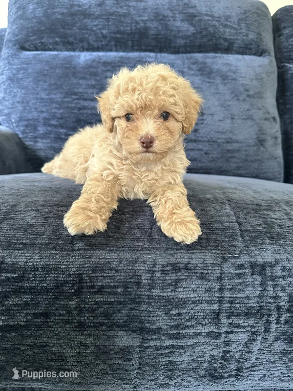 Male puppy  – Poodle - Toy  puppy for sale in Strathmore, CA