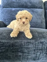 Male puppy , a male Poodle - Toy  for sale in Strathmore, CA – 1 of 3