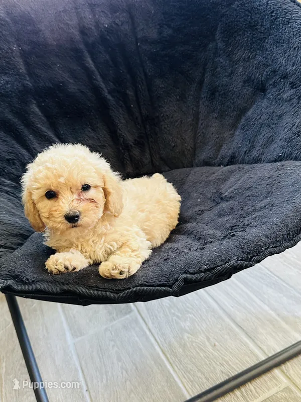 Girl puppy 3 – Poodle - Miniature  puppy for sale in Strathmore, CA