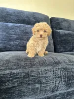Male puppy , a male Poodle - Toy  for sale in Strathmore, CA – 3 of 3