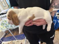 Coconut, a female Basset Hound for sale in Vernon Rockville, CT – Photo 3 of 3