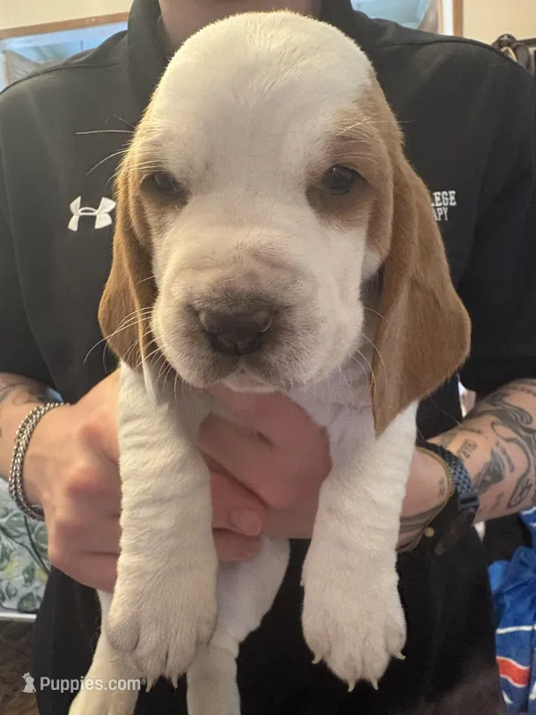 Coconut – Basset Hound puppy for sale in Vernon Rockville, CT