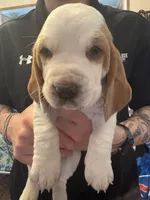 Coconut, a female Basset Hound for sale in Vernon Rockville, CT – Photo 1 of 3