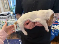 Coconut, a female Basset Hound for sale in Vernon Rockville, CT – Photo 2 of 3