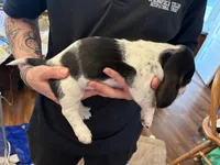 Almond, a female Basset Hound for sale in Vernon Rockville, CT – Photo 2 of 3