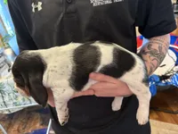 Almond, a female Basset Hound for sale in Vernon Rockville, CT – Photo 3 of 3