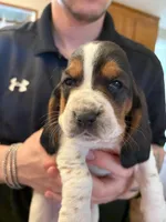 Almond, a female Basset Hound for sale in Vernon Rockville, CT – Photo 1 of 3