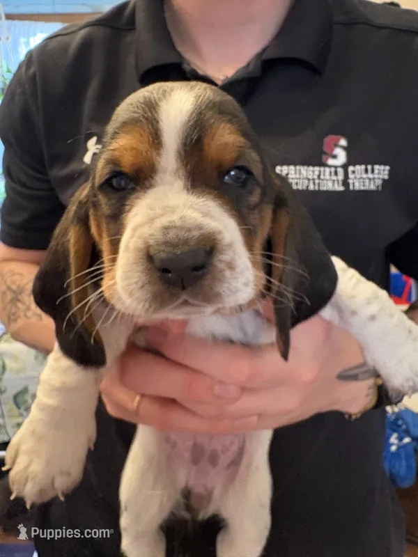 Hazelnut – Basset Hound puppy for sale in Vernon Rockville, CT