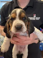 Hazelnut, a female Basset Hound for sale in Vernon Rockville, CT – Photo 1 of 3