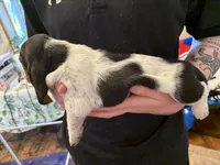 Hazelnut, a female Basset Hound for sale in Vernon Rockville, CT – Photo 3 of 3