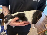 Hazelnut, a female Basset Hound for sale in Vernon Rockville, CT – Photo 2 of 3