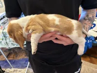 Macadamia, a female Basset Hound for sale in Vernon Rockville, CT – Photo 2 of 3