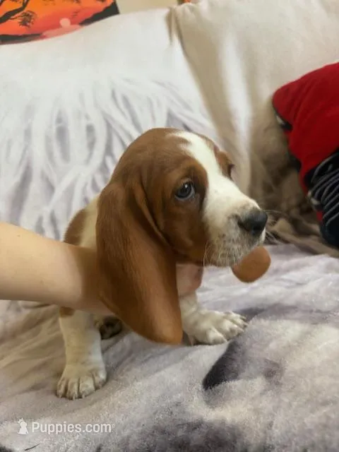 Macadamia – Basset Hound puppy for sale in Vernon Rockville, CT