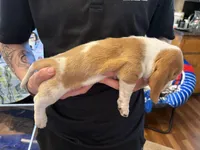 Macadamia, a female Basset Hound for sale in Vernon Rockville, CT – Photo 3 of 3