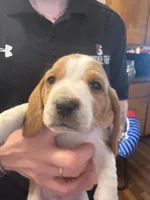 Macadamia, a female Basset Hound for sale in Vernon Rockville, CT – Photo 1 of 3