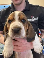 Peanut, a female Basset Hound for sale in Vernon Rockville, CT – Photo 1 of 3
