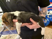 Peanut, a female Basset Hound for sale in Vernon Rockville, CT – Photo 3 of 3