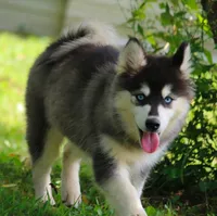 Marleigh , a female Pomsky for sale in Delaware, OH – 2 of 3