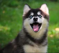 Marleigh , a female Pomsky for sale in Delaware, OH – 3 of 3