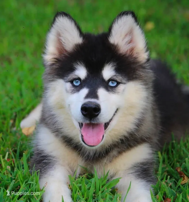Marleigh  – Pomsky puppy for sale in Delaware, OH