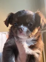 Prancer, a male Chihuahua for sale in Sacramento, CA – Photo 5 of 7