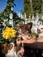 Prancer, a male Chihuahua for sale in Sacramento, CA – Photo 4 of 7