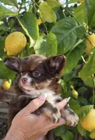 Prancer, a male Chihuahua for sale in Sacramento, CA – Photo 3 of 7