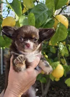 Prancer, a male Chihuahua for sale in Sacramento, CA – Photo 1 of 7