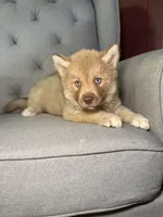 Hannah, a female Siberian Husky for sale in Kingsport, TN – 5 of 7