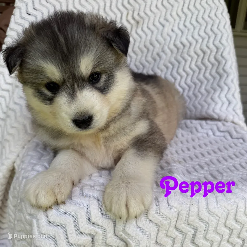 Pepper – Siberian Husky puppy for sale in Kingsport, TN