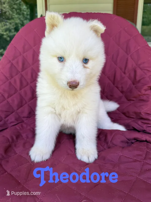 Theodore – Siberian Husky puppy for sale in Kingsport, TN