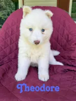 Theodore, a male Siberian Husky for sale in Kingsport, TN – 1 of 3