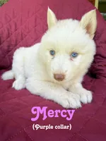 Mercy, a female Siberian Husky for sale in Kingsport, TN – 1 of 2