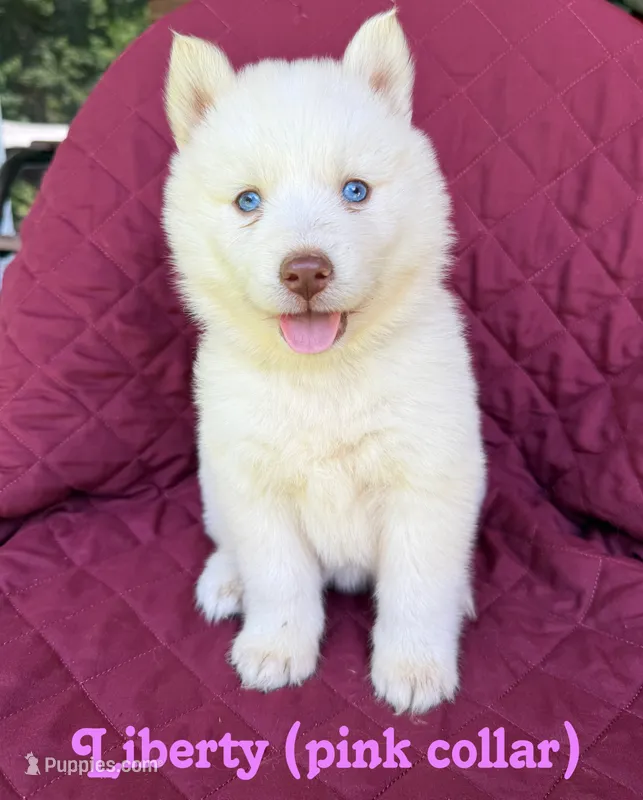Liberty (pink) – Siberian Husky puppy for sale in Kingsport, TN