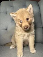 Hannah, a female Siberian Husky for sale in Kingsport, TN – 2 of 7
