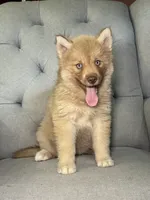 Hannah, a female Siberian Husky for sale in Kingsport, TN – 3 of 7