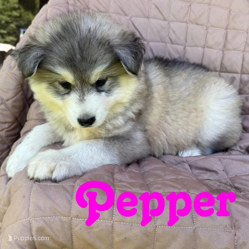 Pepper – Siberian Husky puppy for sale in Kingsport, TN