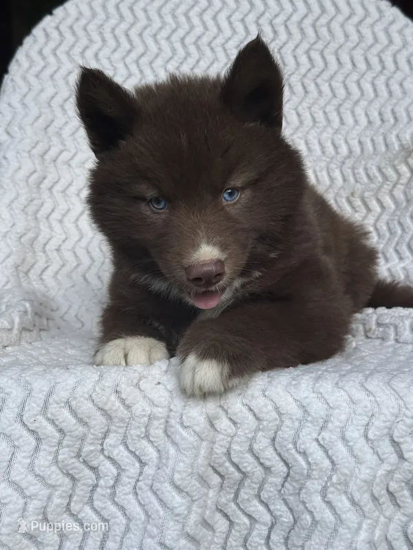 Washington – Siberian Husky puppy for sale in Kingsport, TN