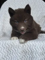 Washington, a male Siberian Husky for sale in Kingsport, TN – 1 of 4